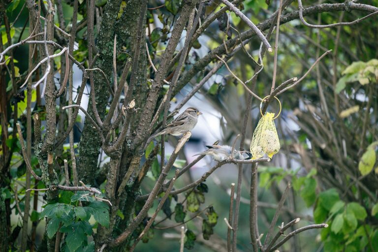 Beginner Tips for Backyard Birdwatching: Enjoy Nature at Home